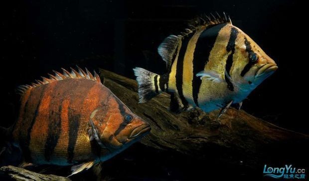 紅老虎魚和金龍魚混養嗎：紅老虎魚和金龍魚可以混養嗎