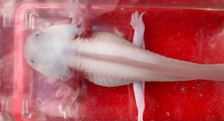 六角恐龍魚不肯吃東西（六角恐龍魚不吃東西可能由多種因素引起六角恐龍魚疾病預防措施）