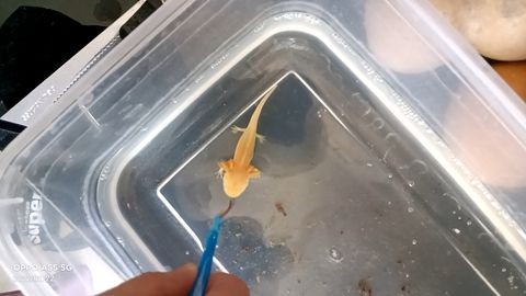 六角恐龍魚不肯吃東西（六角恐龍魚不吃東西可能由多種因素引起六角恐龍魚疾病預防措施）