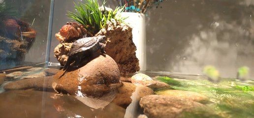 六角恐龍魚不肯吃東西（六角恐龍魚不吃東西可能由多種因素引起六角恐龍魚疾病預防措施）