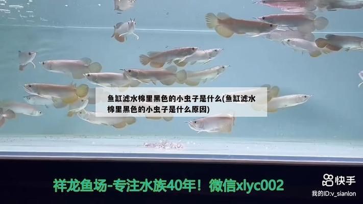 龍魚缸里有黑色的小蟲子，如何處理龍魚缸中的黑色小蟲子