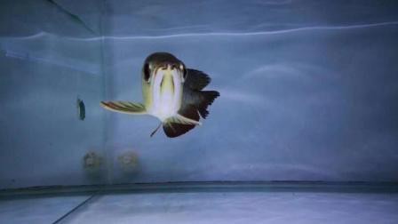 如何判斷金龍魚是否返垢？