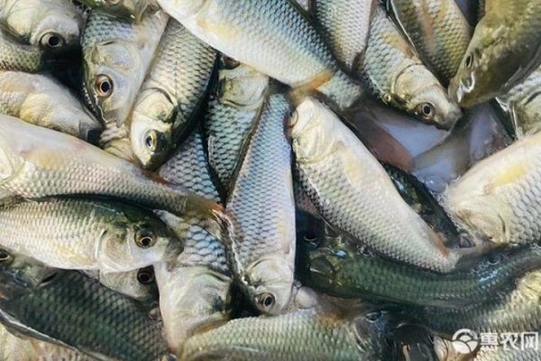 龍魚喂什么魚苗好：龍魚喂養(yǎng)餌料的選擇