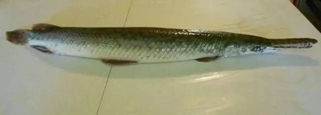 紅龍魚養多久成年魚可以吃（紅龍魚的成年標準與其體長和年齡有關紅龍魚的飲食習慣）