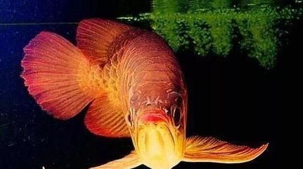 紅龍魚養(yǎng)多久成年魚可以吃（紅龍魚的成年標(biāo)準(zhǔn)與其體長(zhǎng)和年齡有關(guān)紅龍魚的飲食習(xí)慣）