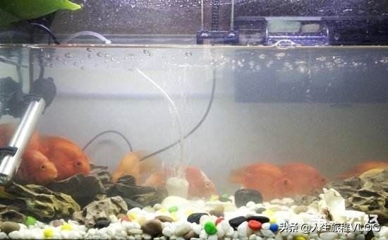 魚缸水渾濁怎樣處理（魚缸水渾濁怎樣處理魚缸水渾濁是許多養魚愛好者常見的問題） 魚缸水渾濁怎樣處理（魚缸水渾濁怎樣處理魚缸水渾濁是許多養魚愛好者常見的問題） 魚缸百科 第3張