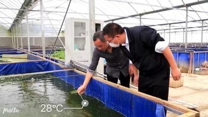 澳洲淡水龍蝦魚缸怎么養(yǎng)：澳洲淡水龍蝦養(yǎng)殖技術(shù)