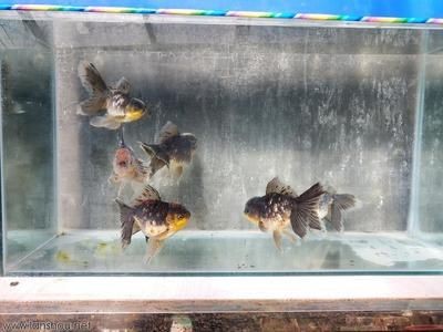 麒麟放魚缸里：麒麟擺放在魚缸上有什么風水禁忌？