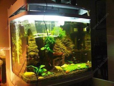 麒麟放魚缸里：麒麟擺放在魚缸上有什么風水禁忌？