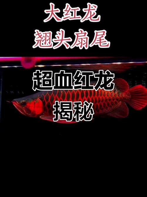 紅龍魚(yú)區(qū)分品種示意圖片