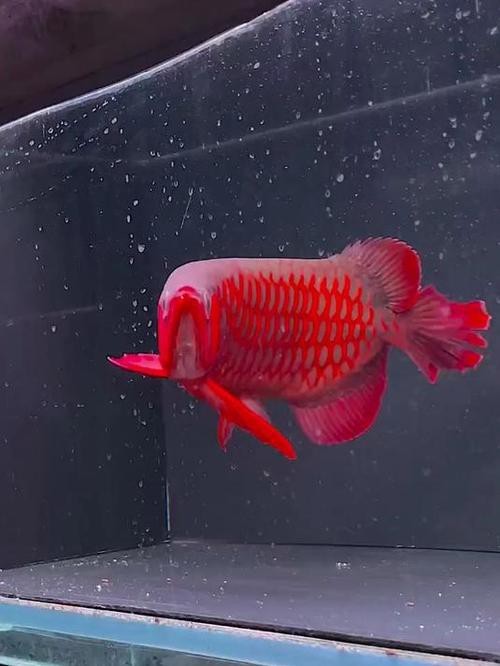 紅龍魚(yú)區(qū)分品種示意圖片
