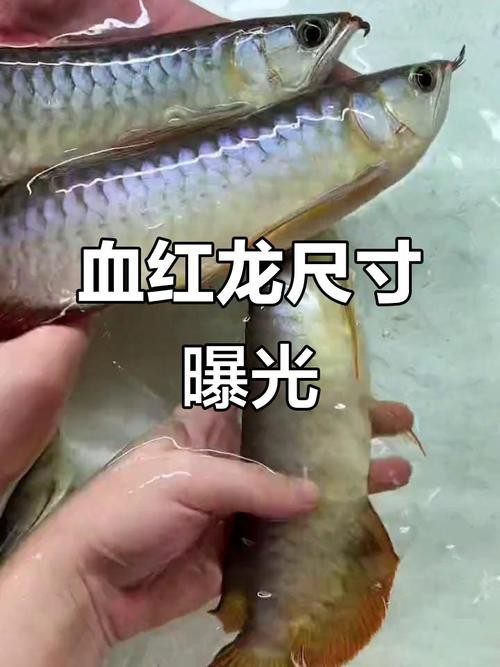 紅龍魚(yú)區(qū)分品種示意圖片