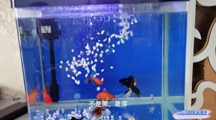 夢到魚缸有好多魚:周公解夢:夢見魚缸好多魚,可得改善之征兆 魚缸百科 第2張 夢到魚缸有好多魚:周公解夢:夢見魚缸好多魚,可得改善之征兆 夢到魚缸有好多魚:周公解夢:夢見魚缸好多魚,可得改善之征兆 魚缸百科 第2張