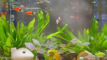 夢到魚缸有好多魚:周公解夢:夢見魚缸好多魚,可得改善之征兆 魚缸百科 第3張 夢到魚缸有好多魚:周公解夢:夢見魚缸好多魚,可得改善之征兆 夢到魚缸有好多魚:周公解夢:夢見魚缸好多魚,可得改善之征兆 魚缸百科 第3張