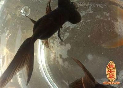 夢到魚缸有好多魚:周公解夢:夢見魚缸好多魚,可得改善之征兆 魚缸百科 第4張 夢到魚缸有好多魚:周公解夢:夢見魚缸好多魚,可得改善之征兆 夢到魚缸有好多魚:周公解夢:夢見魚缸好多魚,可得改善之征兆 魚缸百科 第4張