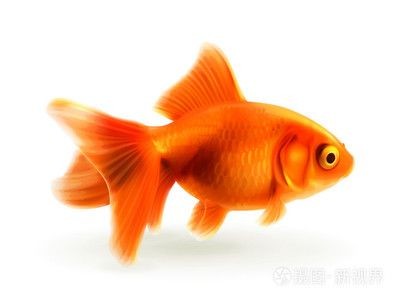 金魚和金龍魚哪個招財：金魚和金龍魚哪個更能招財