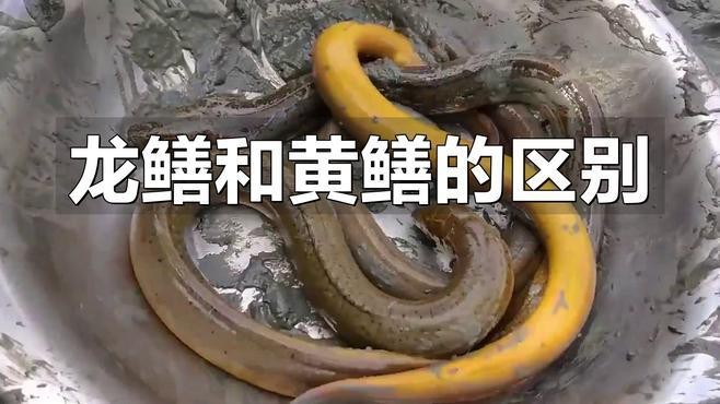 如何區分龍鰍和黃鱔？