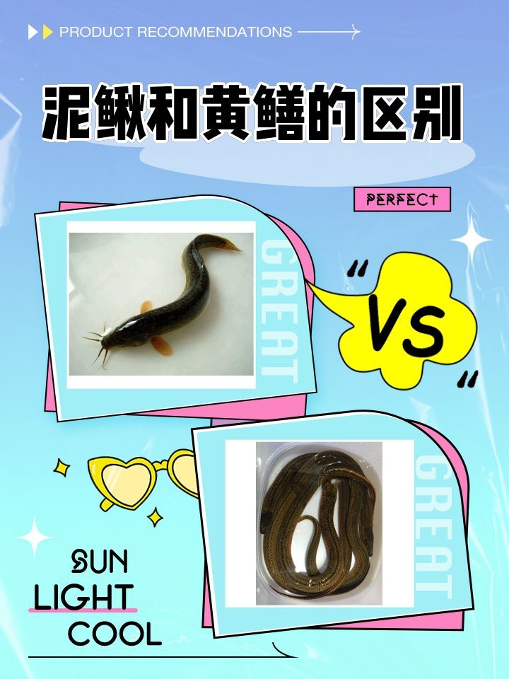 如何區分龍鰍和黃鱔？