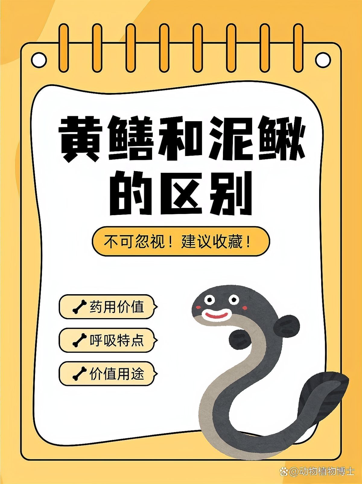 如何區分龍鰍和黃鱔？