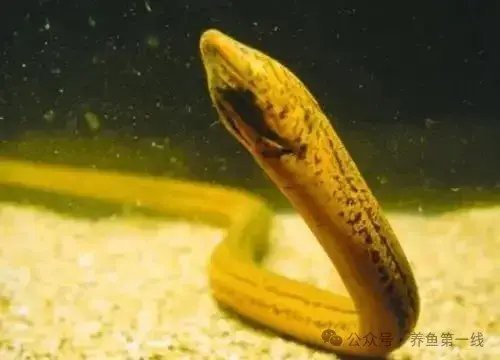 如何區分龍鰍和黃鱔？