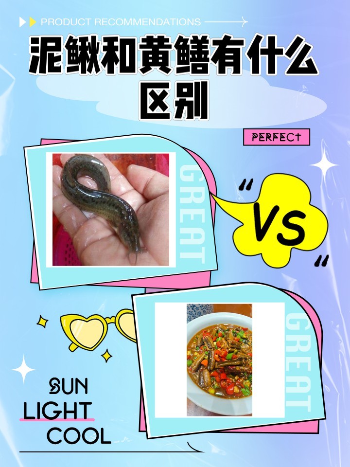 如何區分龍鰍和黃鱔？