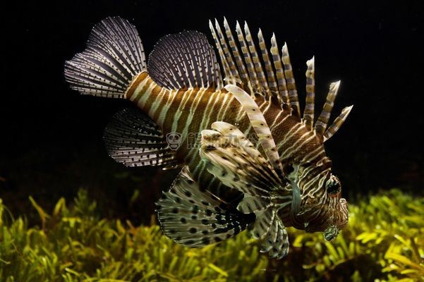 魚缸背景圖片大全超清（魚缸背景圖片大全）