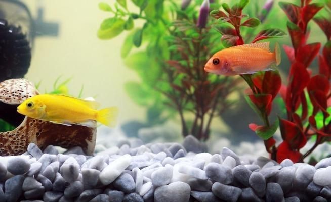 魚缸背景圖片大全超清（魚缸背景圖片大全）