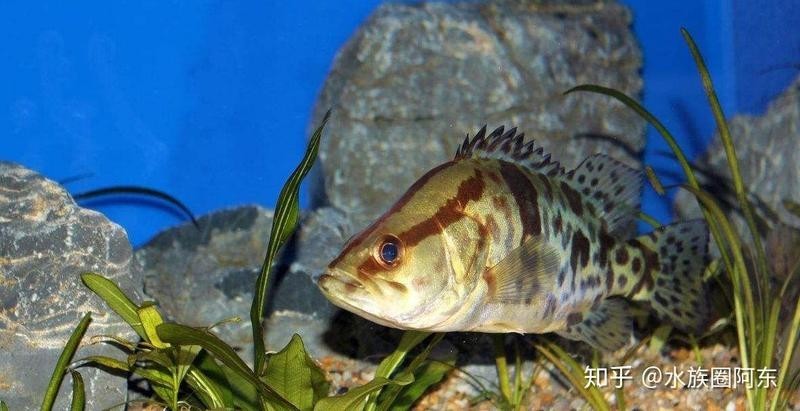 雷龍魚和招財貓魚哪個強悍一點