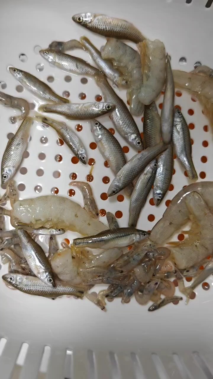 高品質野生河蝦，麥穗魚喂食紅龍