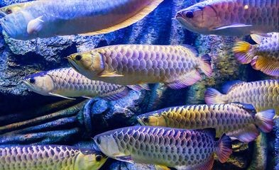 龍魚吃得少怎么辦（龍魚吃得少的問題可能由多種因素引起龍魚食欲下降的原因）