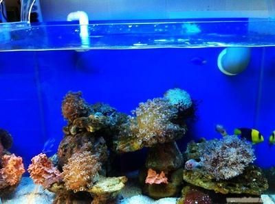 好魚缸和普通魚缸魚缸區別大嗎（好魚缸和普通魚缸的區別）
