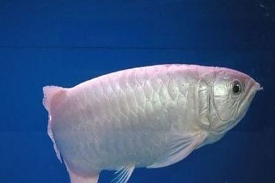 世界上最貴龍魚排名第一是什么魚：世界上最貴的龍魚排名第一是什么魚排名第一是什么魚