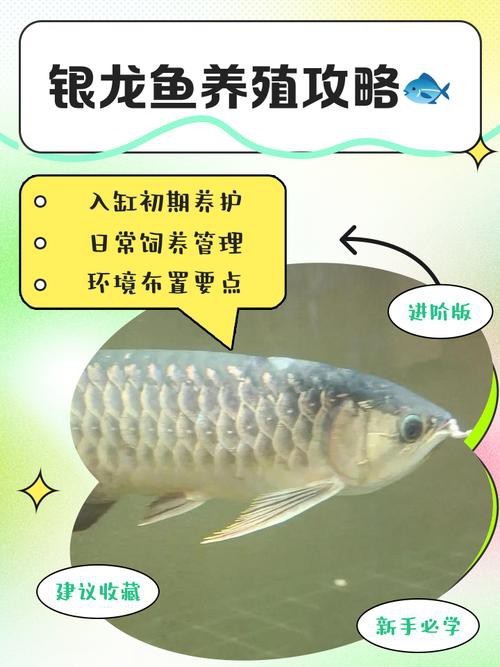 紅燒銀龍魚做法大全竅門圖解