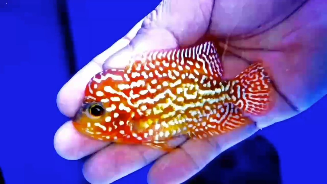 泰國(guó)狀態(tài)