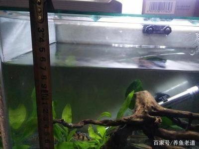 魚缸過濾盒清洗視頻教程：如何正確清洗魚缸過濾盒