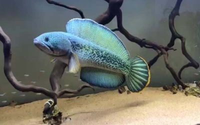 龍魚在冷水中的生存能力（龍魚不是冷水魚，而是熱帶魚，它們需要在溫暖的水域中生活）