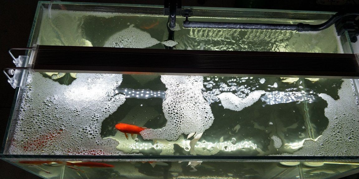 魚缸的水很多泡泡（魚缸水產生泡泡可能是由多種因素引起的，以下是常見的原因）
