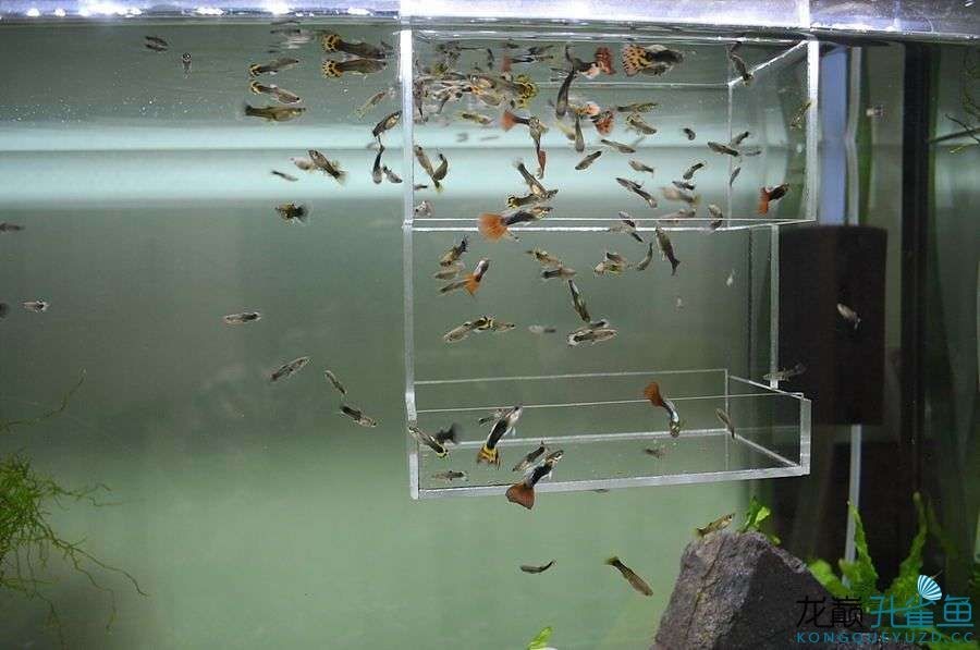 魚缸的水很多泡泡（魚缸水產生泡泡可能是由多種因素引起的，以下是常見的原因）