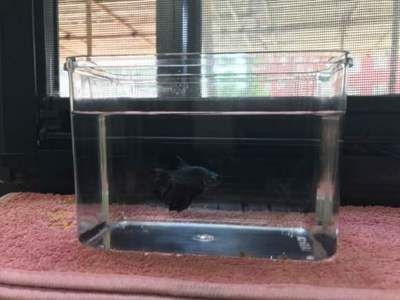 魚缸好壞和養魚有關系嗎（魚缸的質量和養魚之間有著密切關系，魚缸好壞和養魚有關系嗎） 魚缸好壞和養魚有關系嗎（魚缸的質量和養魚之間有著密切關系，魚缸好壞和養魚有關系嗎） 魚缸百科 第3張