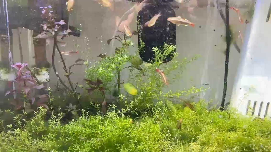 重新發芽