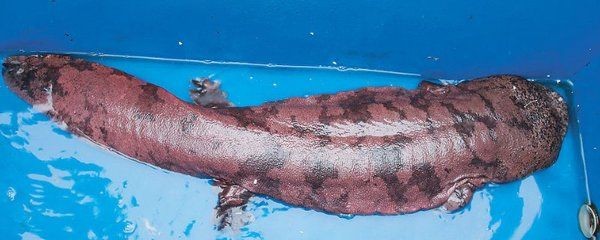 六角龍魚是幾級保護動物，六角龍魚在iucn極度瀕危等級中是否存在法律保護？