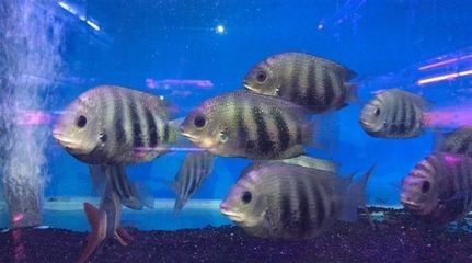 魚缸漏水怎么辦？：diy魚缸修復工具指南