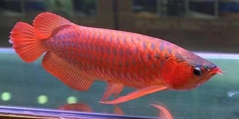 剛出生的龍魚有多大了