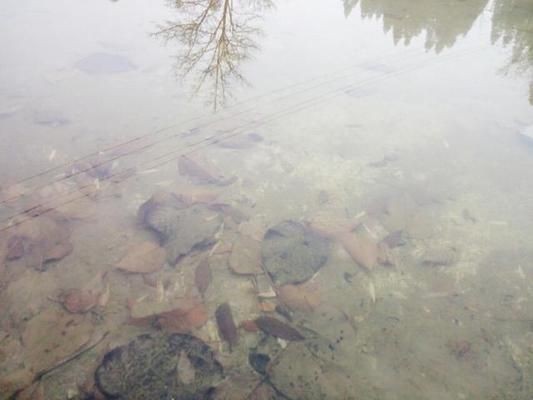 魚缸里的魚為什么老是死是不是當災？：如何正確調節魚缸水質，魚缸內食物殘留處理方法