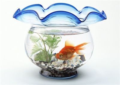 魚缸里的魚為什么老是死是不是當災？：如何正確調節魚缸水質，魚缸內食物殘留處理方法