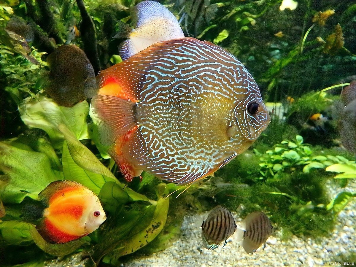 銀龍魚鸚鵡魚和什么魚混養好看圖片