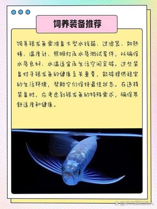 銀龍魚鸚鵡魚和什么魚混養好看圖片
