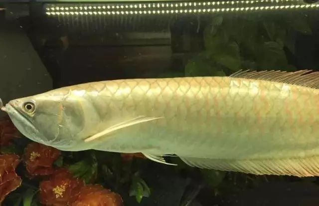 銀龍魚鸚鵡魚和什么魚混養好看圖片
