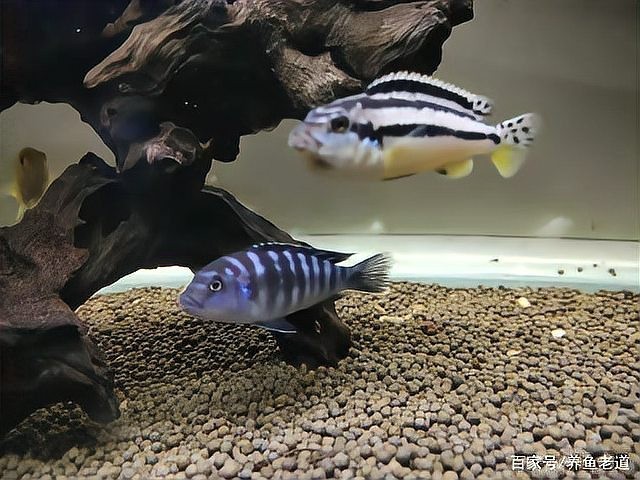 銀龍魚鸚鵡魚和什么魚混養好看圖片