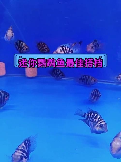 銀龍魚鸚鵡魚和什么魚混養好看圖片